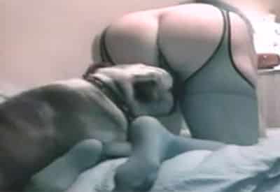 Videos de perros bulldog porno